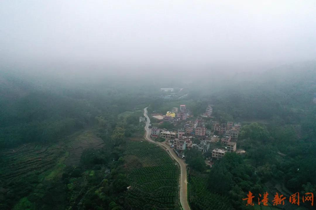 探访藏在高山云雾里的珍稀野生始祖茶