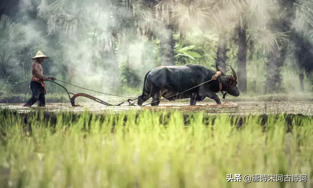 诗人对田园之乐心向往之-第7张图片-诗句网