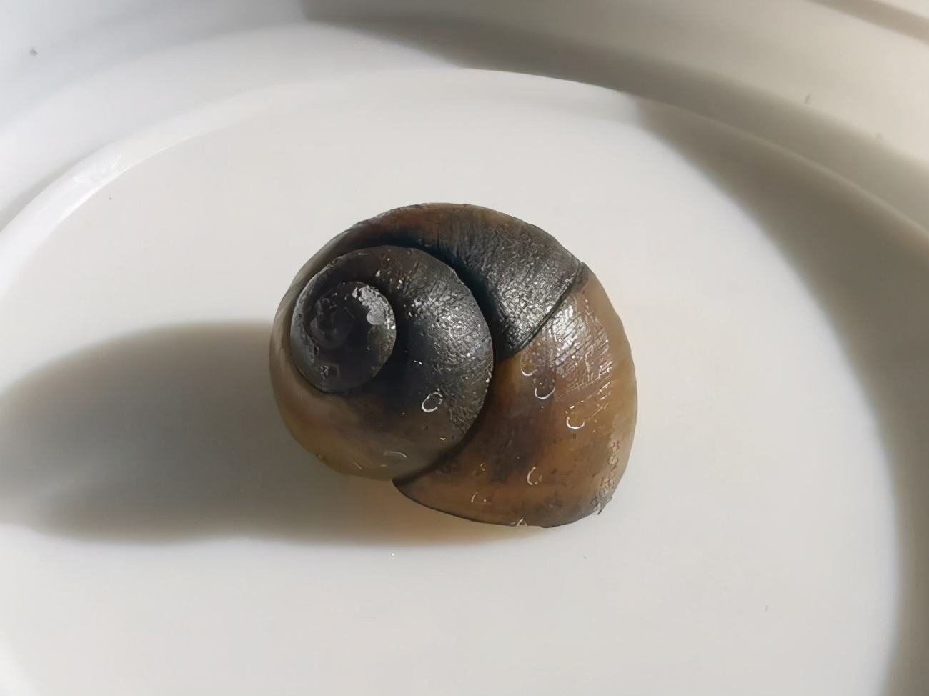 图二十 东北田螺来自哈尔滨松花江流域的东北田螺/v.