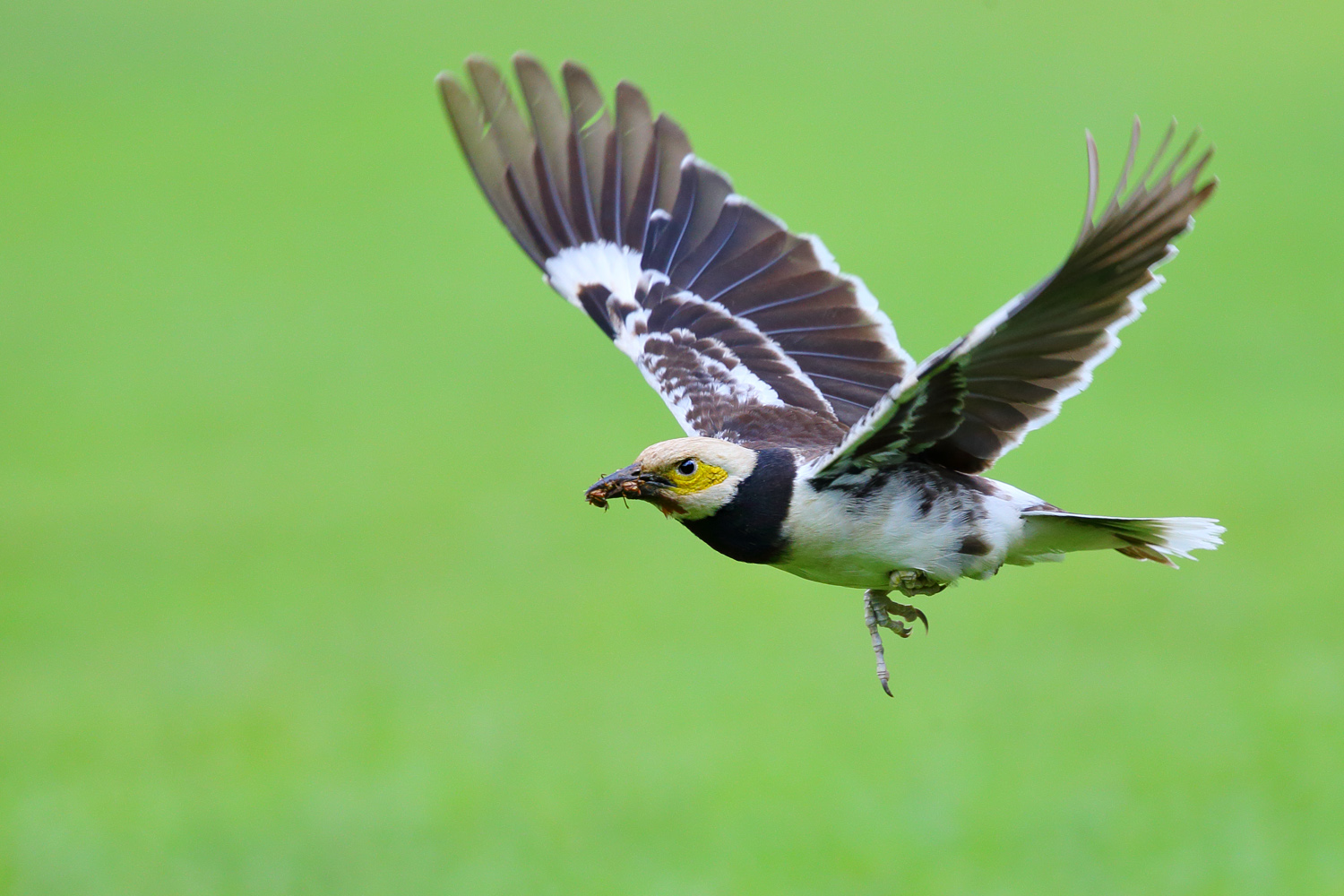 鳥類攝影 飛行中的黑領椋鳥 認真老鼠 Mdeditor