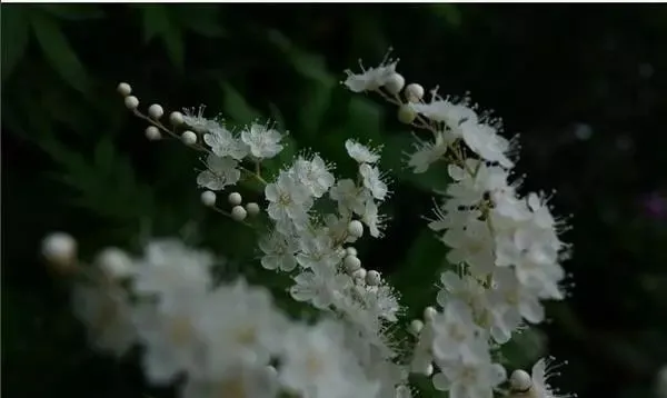 160種· 奇花異草,絕對有你沒見過的! 「下部分」