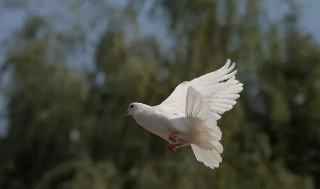 飞在古诗词里的鸽子，让你了解鸽子的历史-第14张图片-诗句网