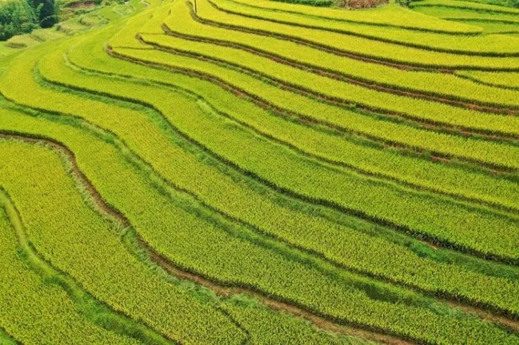 高粱红了！稻子黄了！泸州田野“丰”景如画~