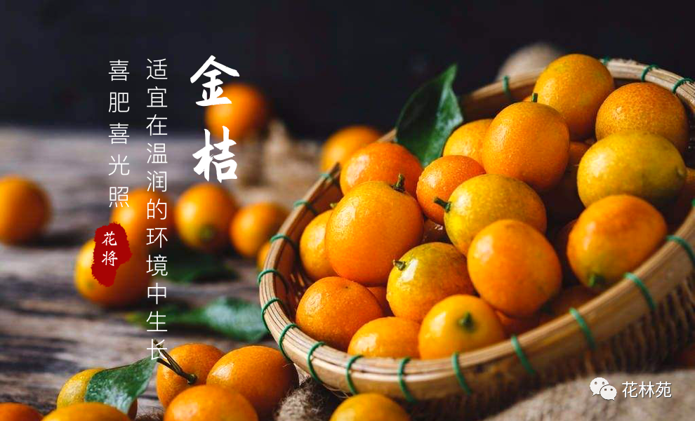 金桔的功效及作用