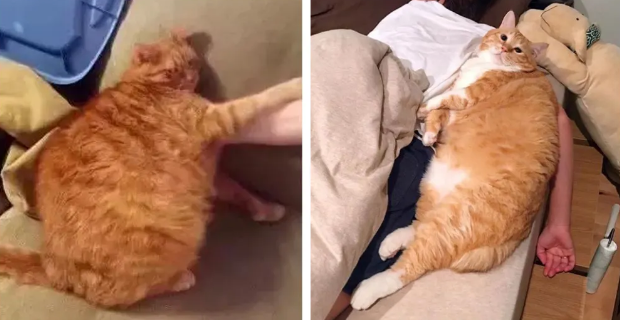 论躺平，我只服橘猫