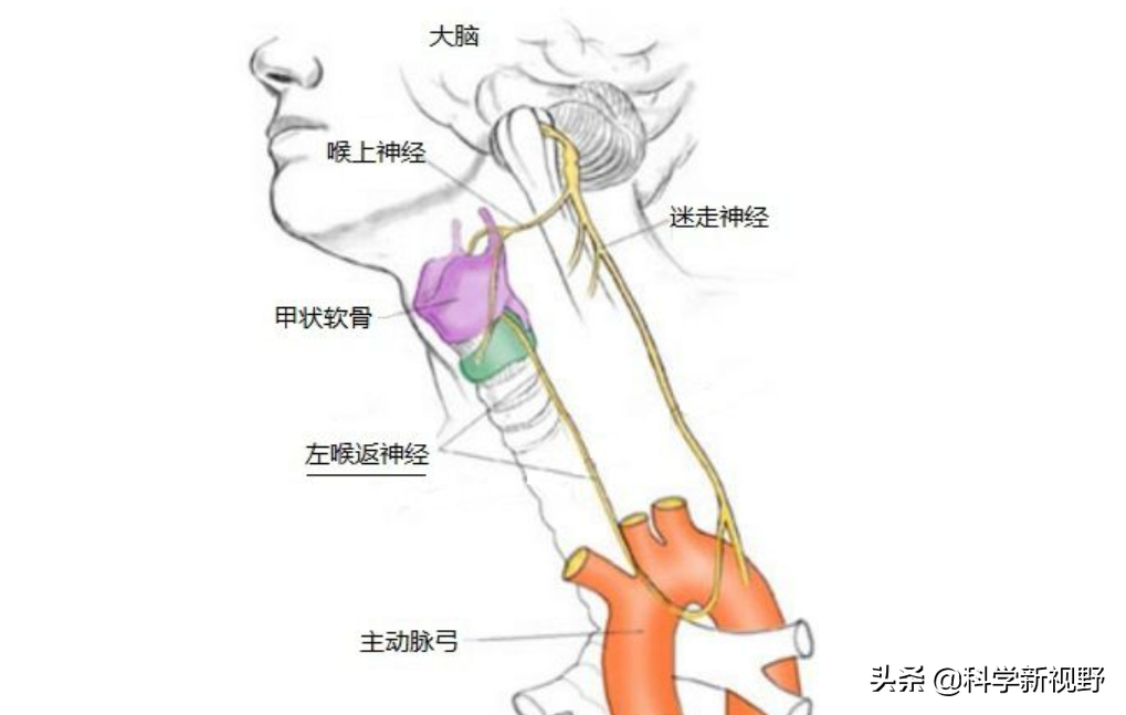 迷走神经在哪个位置图片