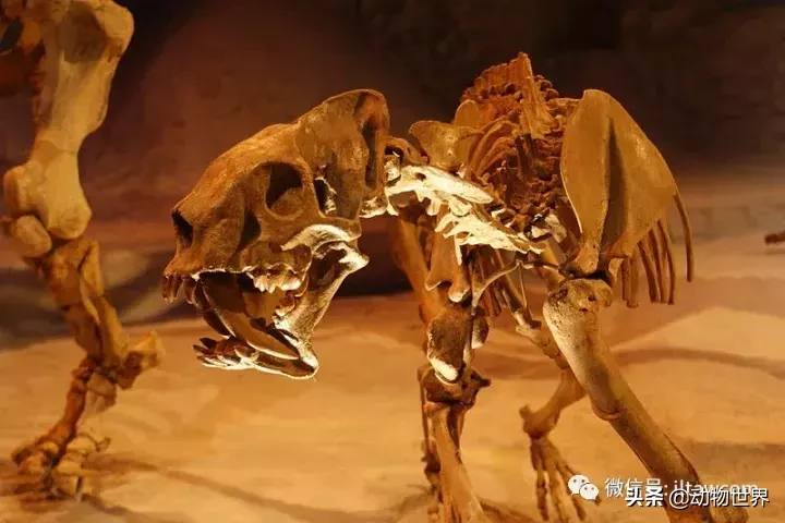 剑齿虎可不是单一的物种,它们是大家族