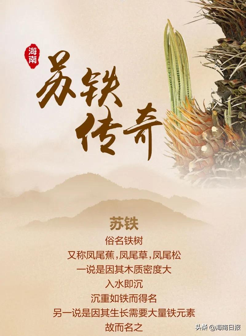 它是名符其實的海南“老鐵”，堪稱“植物界的活化石”