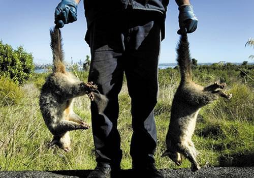 澳洲人家浴室突然出現�川普�生物，恐怖場景嚇壞眾人