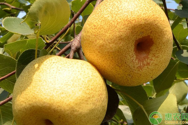 酥梨的功效与作用有哪些？