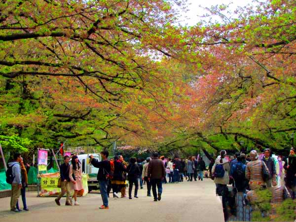 日本琦玉助威北京国安足球队亚冠赛（图）