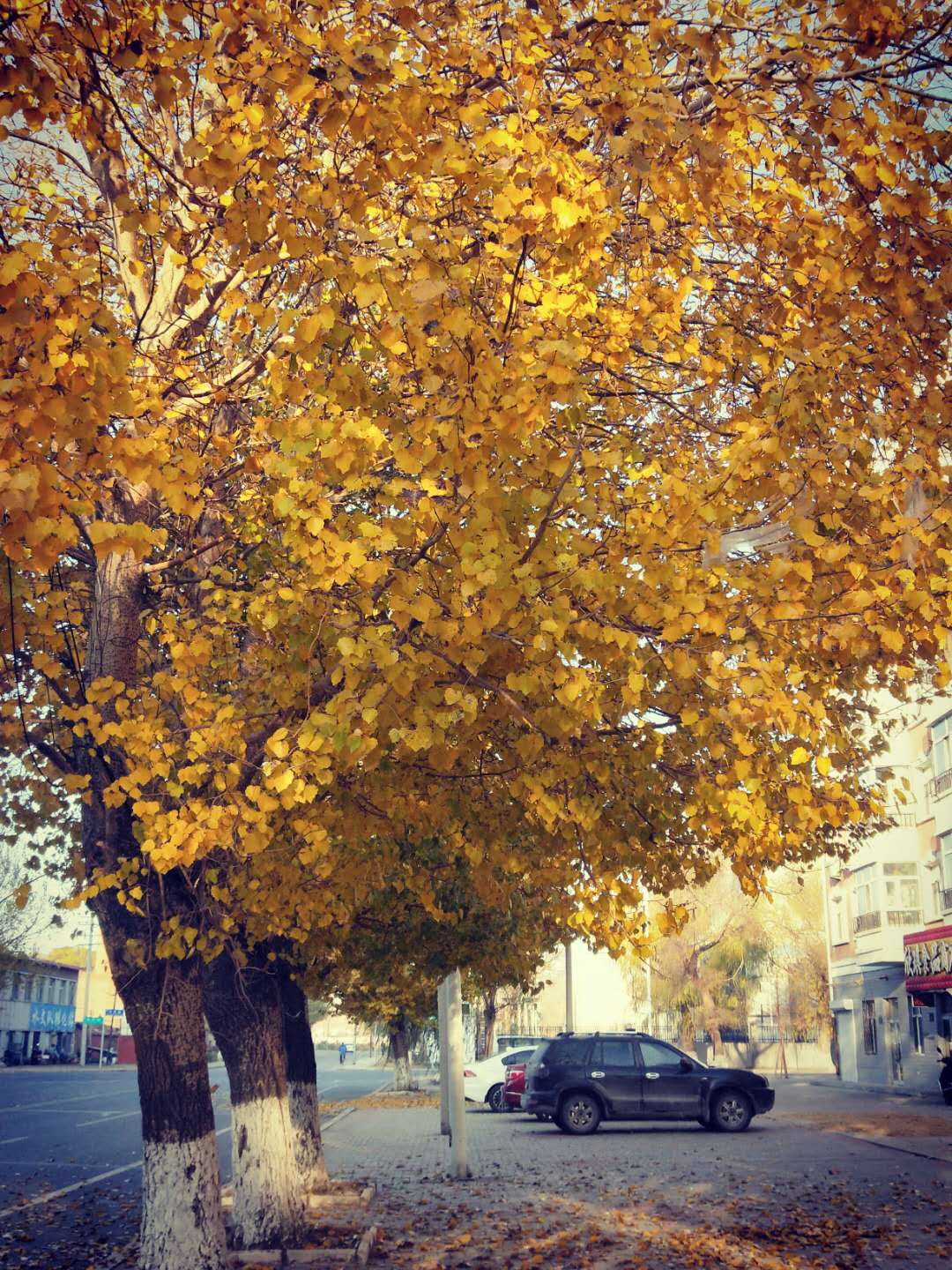 散文，静坐时光里，看悄悄溜走的秋季