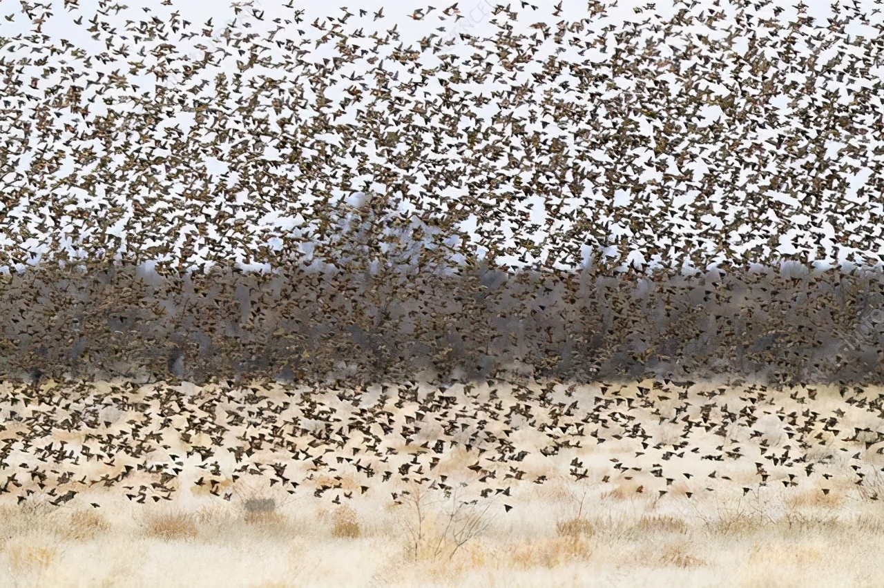 非洲麻雀氾濫，圍毆大象，引發糧食災荒，15億隻吃都吃不絕