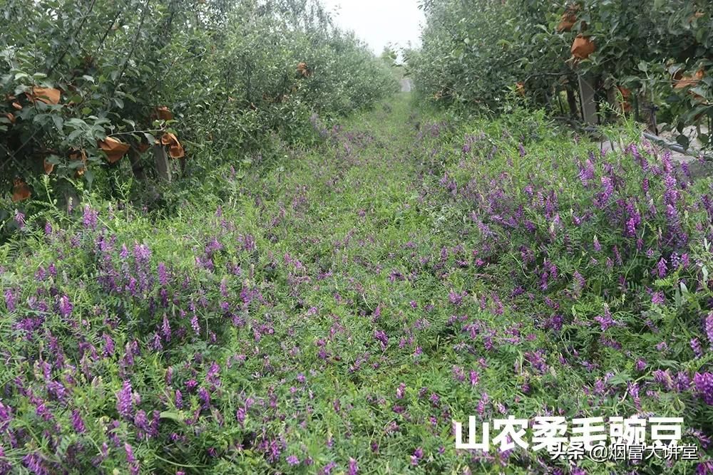 苹果套袋后果园出现黄化落叶怎么办?