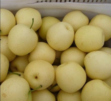 梨区辞旧迎新季：只要制冷技术好，梨子也能缓