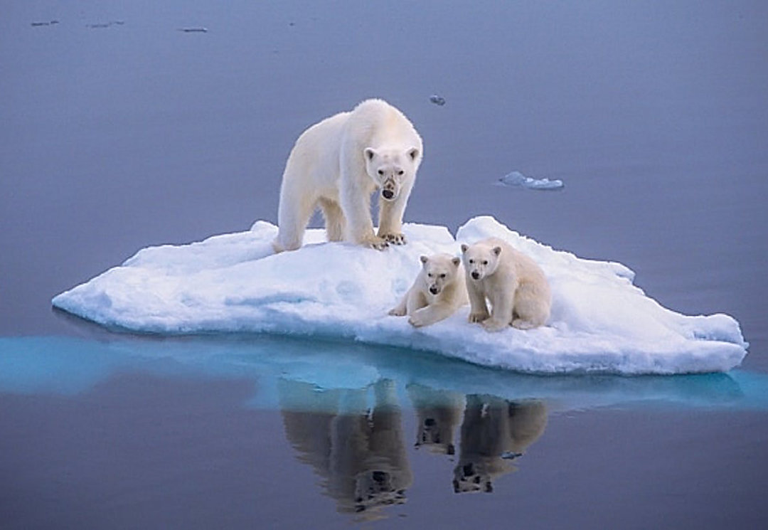 北極發現5萬年前屍體，科學家擔心永凍土鎖不住，人類該警惕