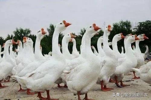 新手想养殖创业，没技术、没本钱，适合养殖什么？