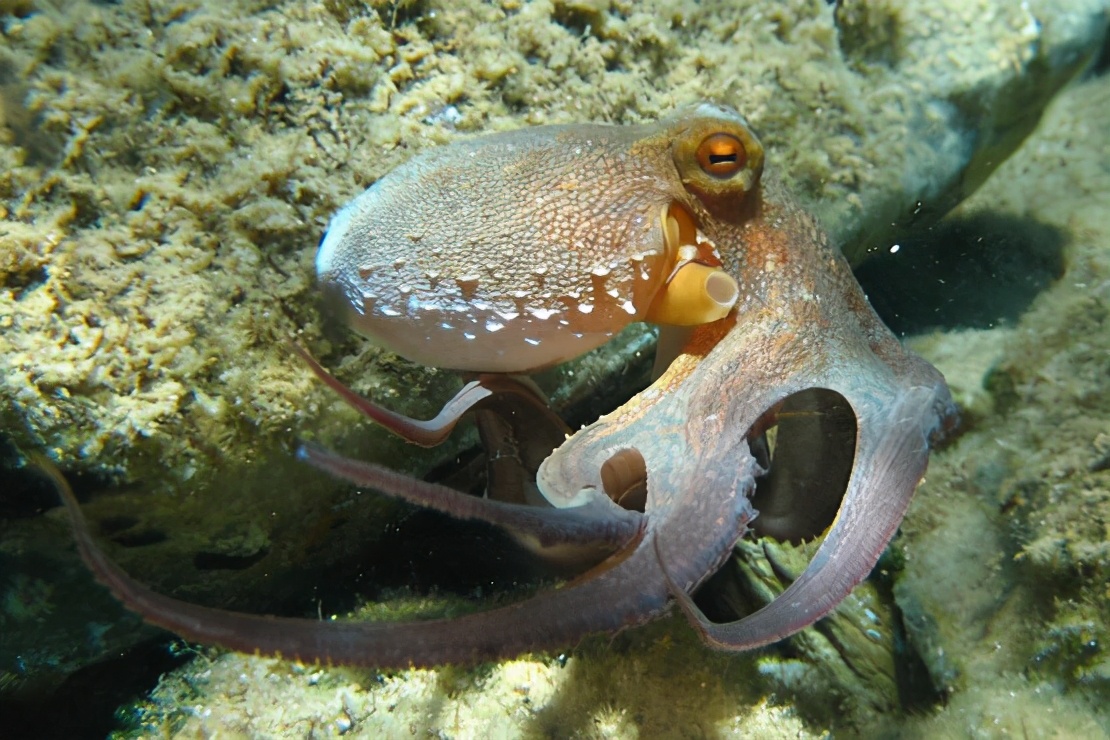 章鱼为什么没有进化出文明，科学家：繁殖方式出了问题