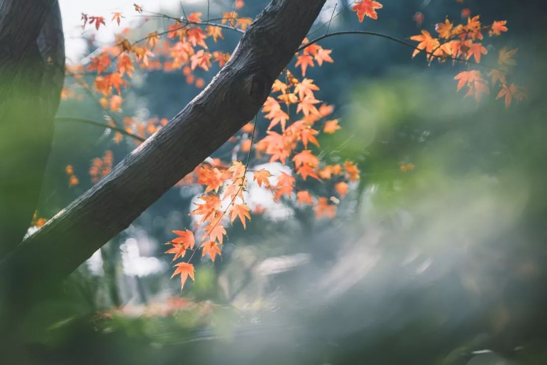 古今10首写秋名作-第2张图片-非凡网