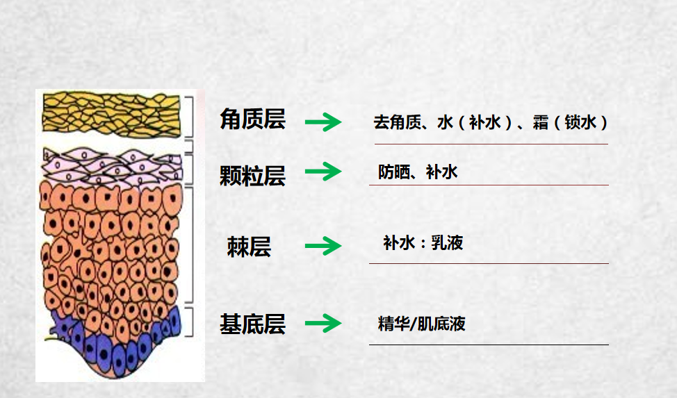 皮肤表皮层分为哪几层？我们怎样才能更好地保养肌肤？