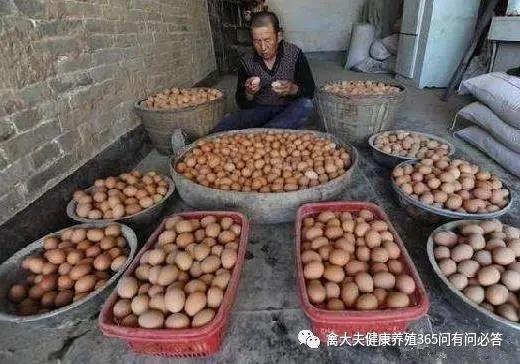 鸡蛋卖出“白菜价”，为什么跌这么狠？