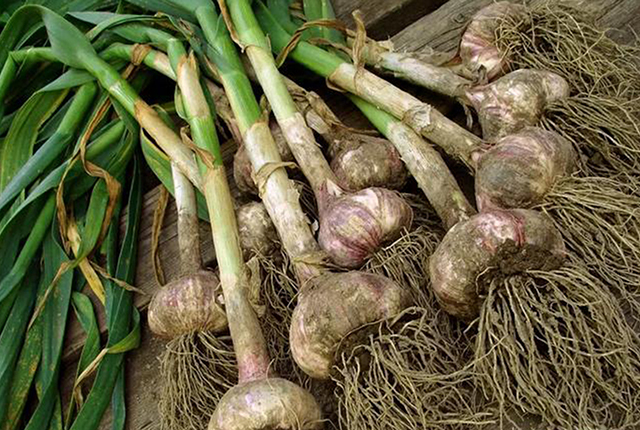 现在新蒜价格6块多，再过3个月新蒜集中上市，价