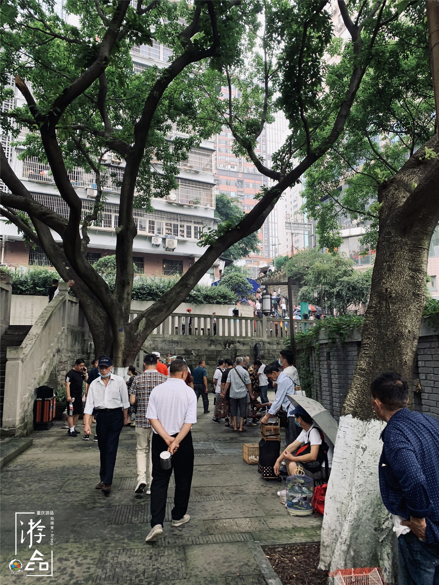 重庆最特别的花鸟集市，距离解放碑不到500米，每周仅开放一天