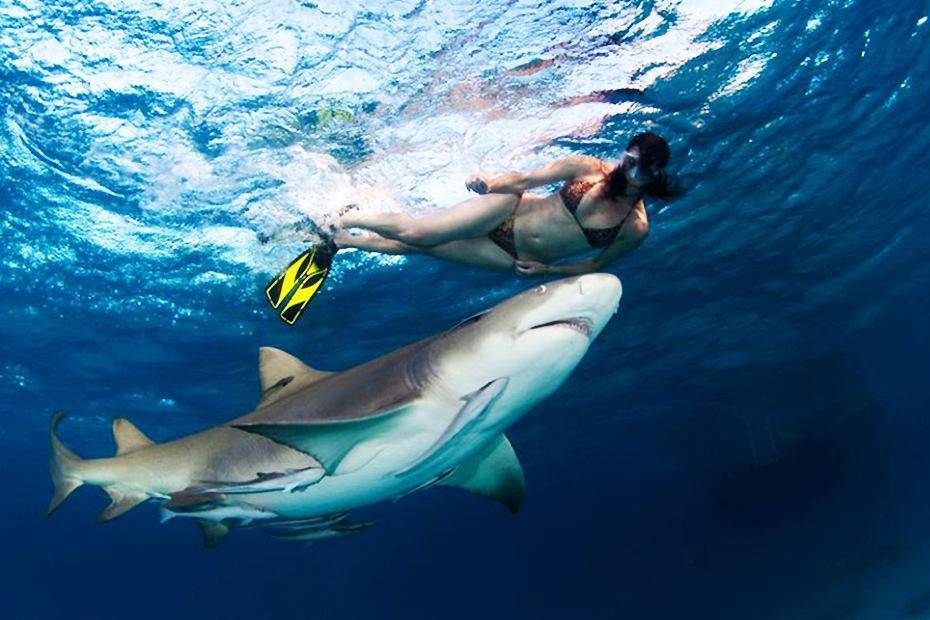 鲨鱼有两个生殖器官，它们怎么完成交配
