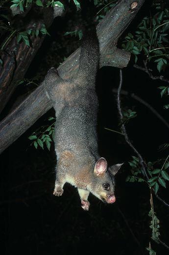 澳洲人家浴室突然出現�川普�生物，恐怖場景嚇壞眾人