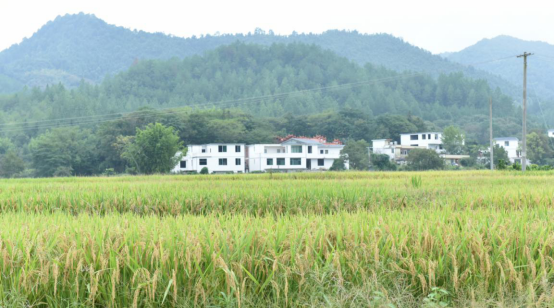 全南县多措并举 为村集体经济注入“源头活水”