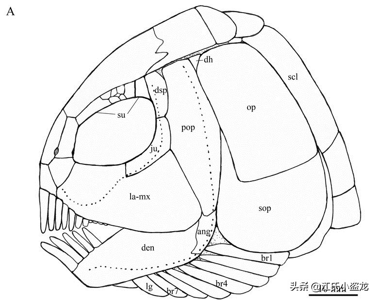 2.4億年前的一條魚為什麽上了熱門？