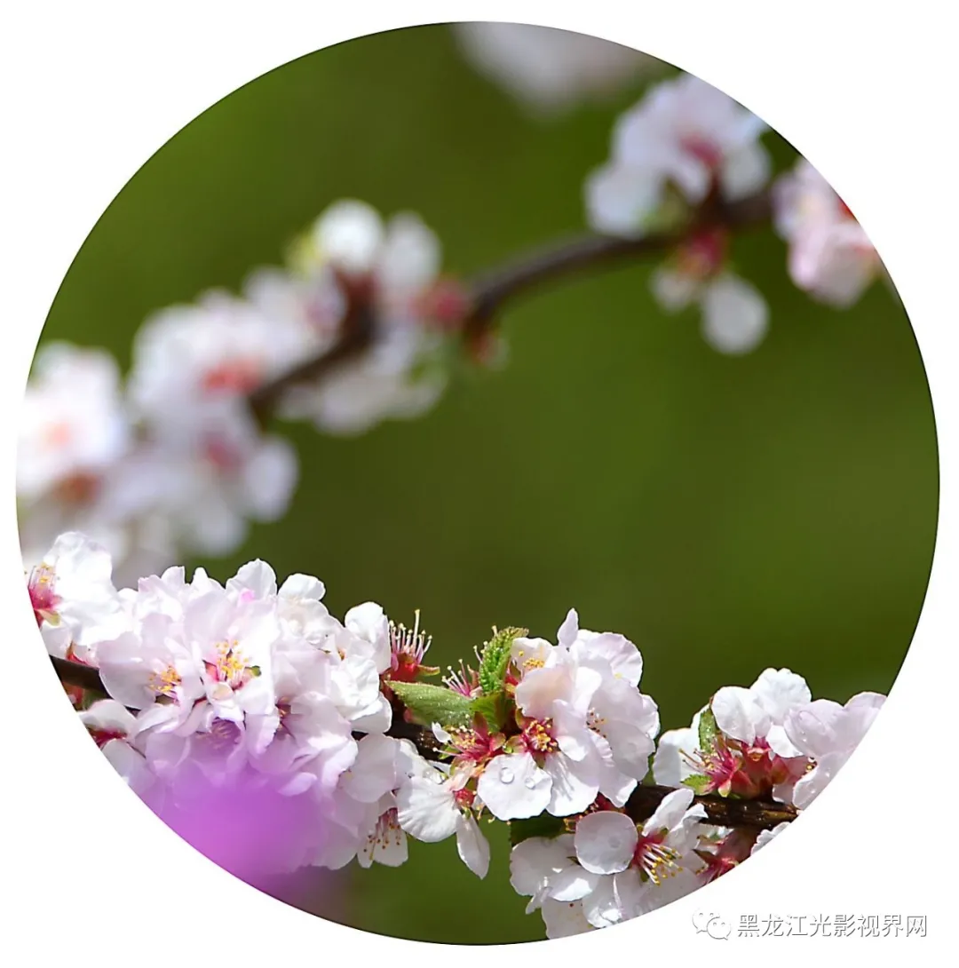 五月的鲜花再次“绽放”,你来了吗?