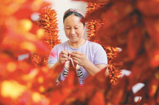 安徽濉溪：“紅紅火火”脫貧路