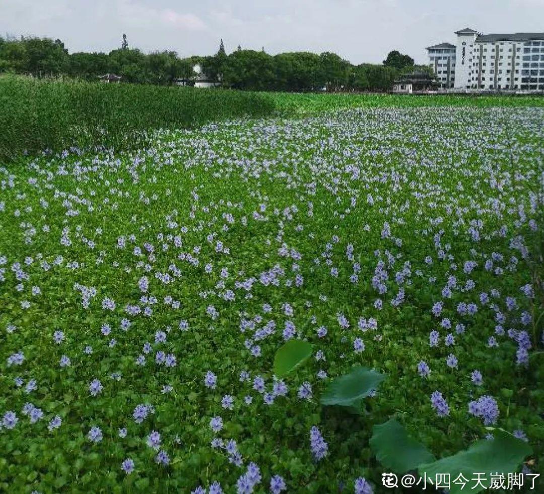 院子长出9种草，看到就铲除，留着就是大祸害-第37张图片-农百科