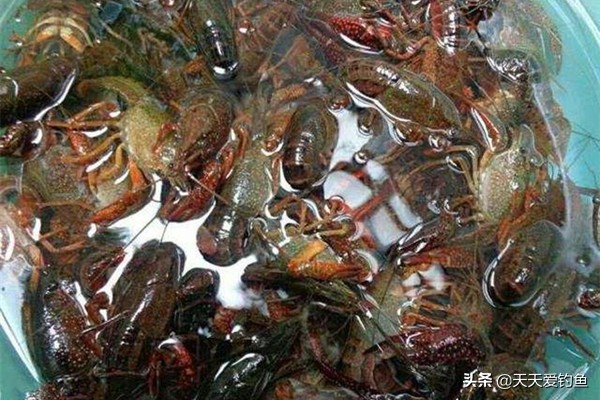 小龙虾的垂钓方法,方法简单好操作,一个小时钓一大桶