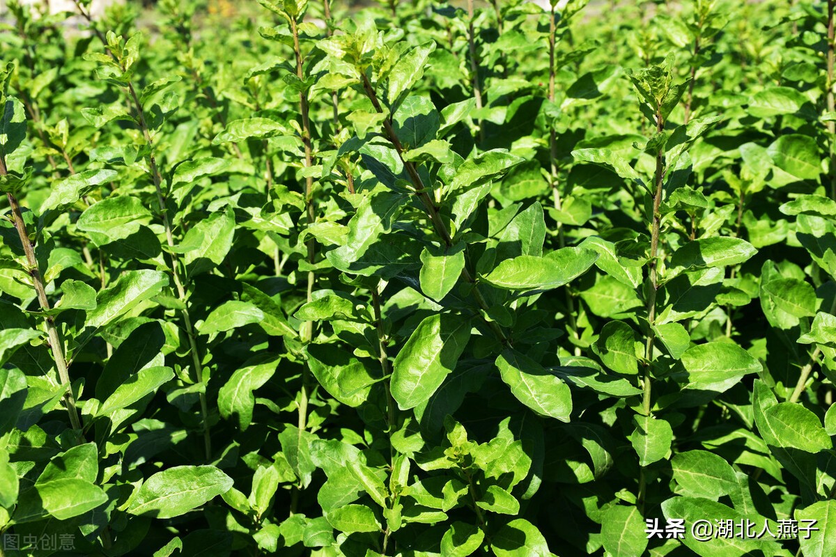 春天挖野菜，送你70种野菜图片大全，教你认识不同的野菜和吃法