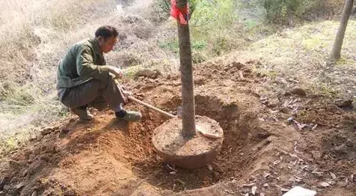 园林景观工程的树木栽培技术