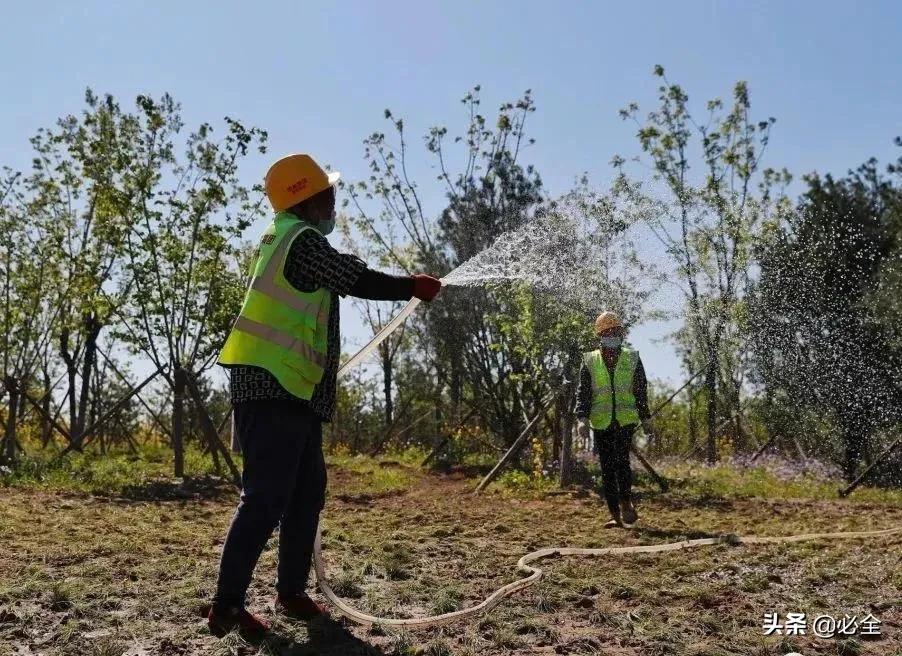 春季各類苗木如何正確澆灌返青水？