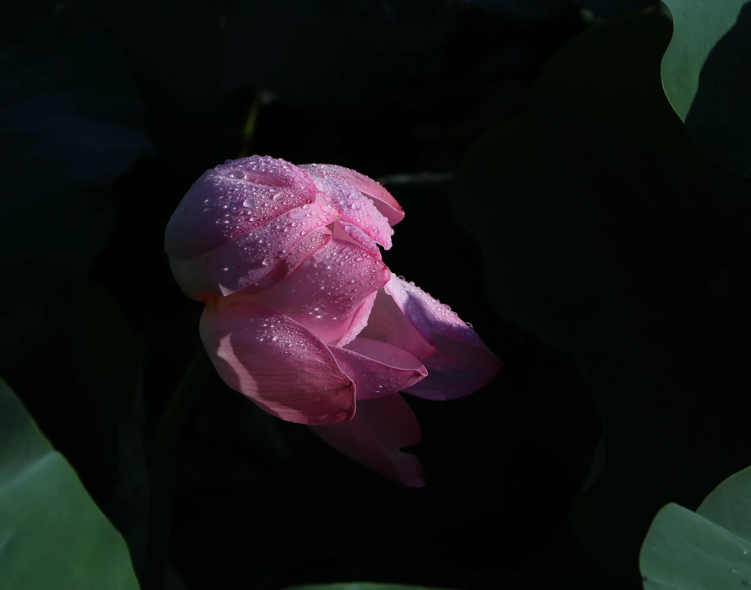 北京植物園一日游