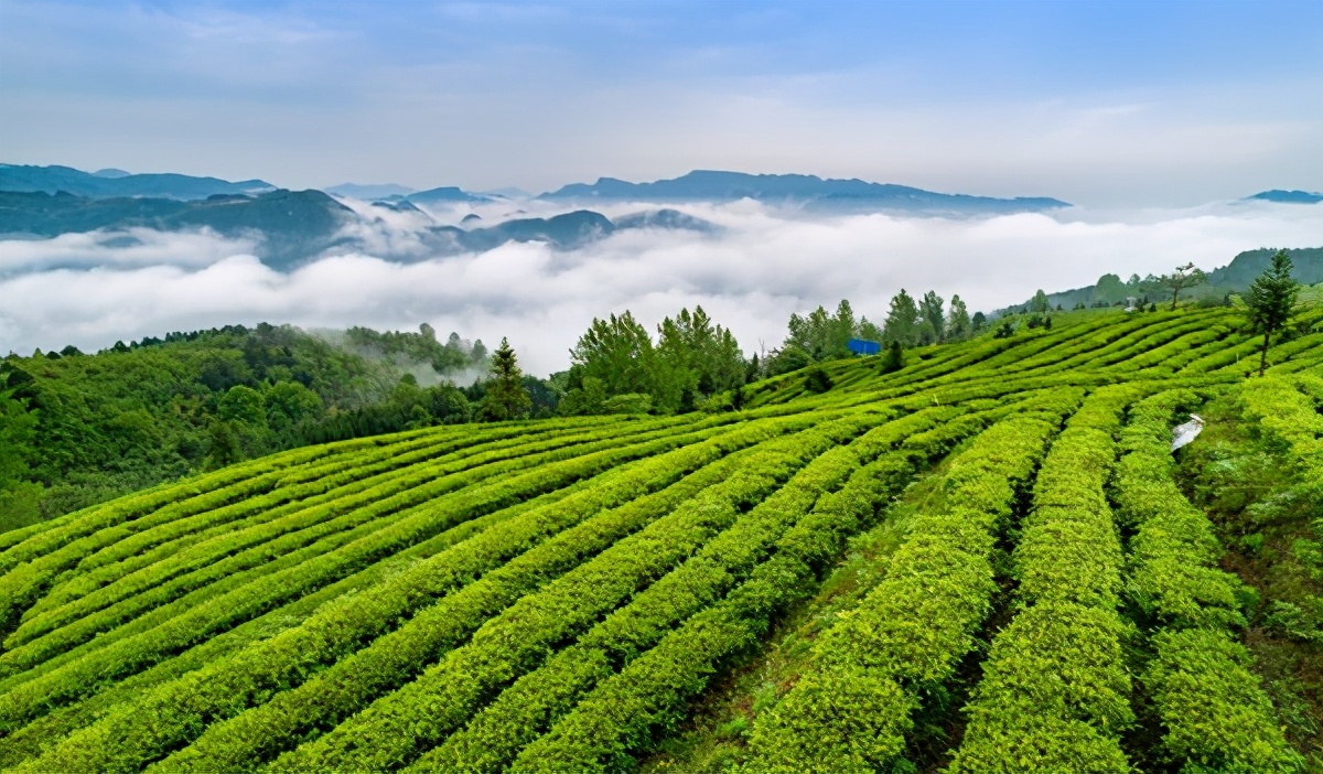 近年来,贵州连续出台省级层面关于加快茶产业发展的相关文件.