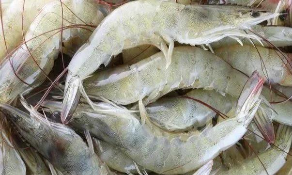 警惕对虾中肝肠胞虫的危害