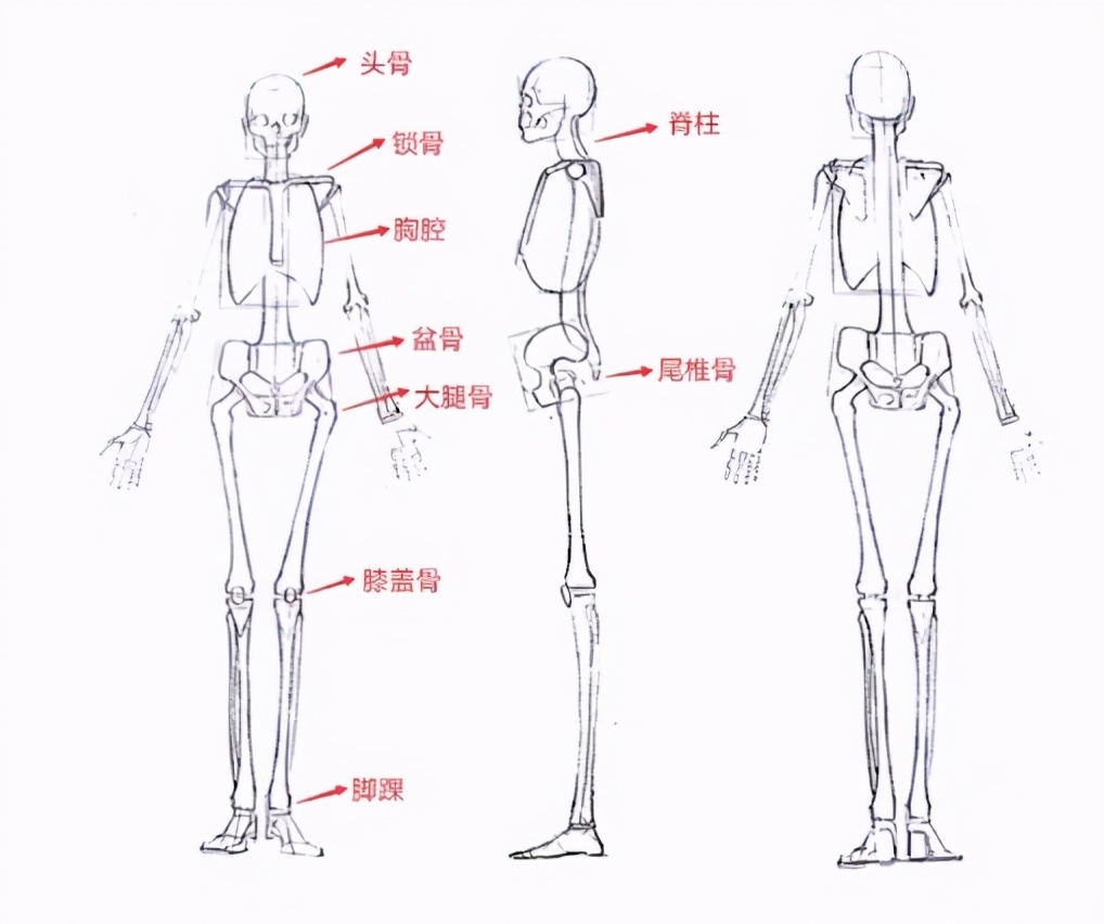人体结构很难画动漫人体结构教程