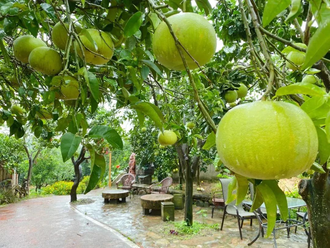 金秋品果 挡不住的 柚 惑 请收藏德阳这些采摘路线