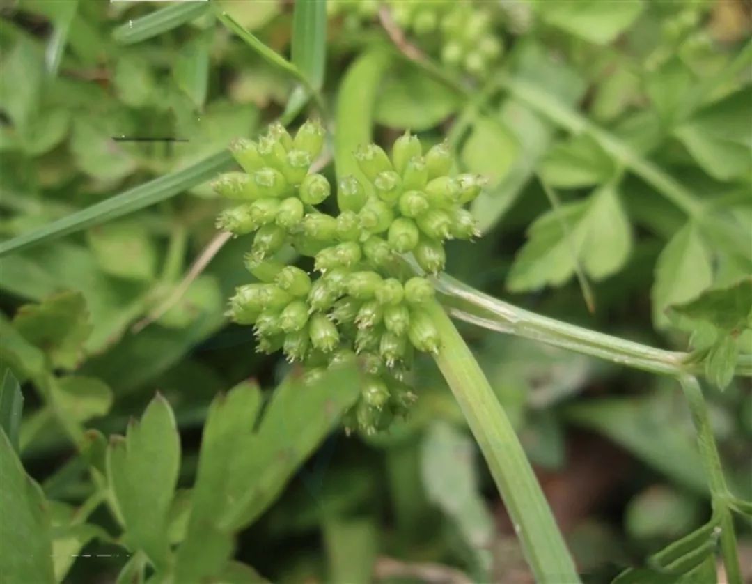 曹雪芹对“芹”情有独钟，红楼梦「水芹」中药故事
