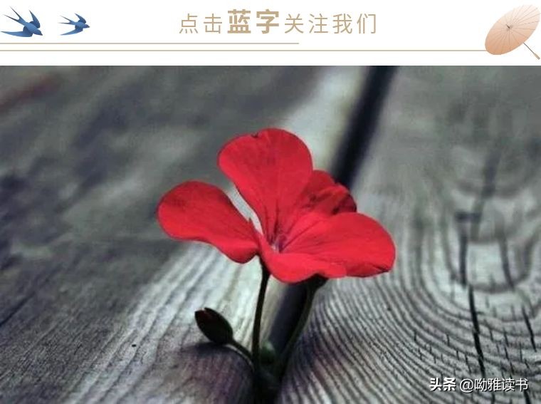 读完杨紫新剧《青簪行》原著小说感慨：偏执的