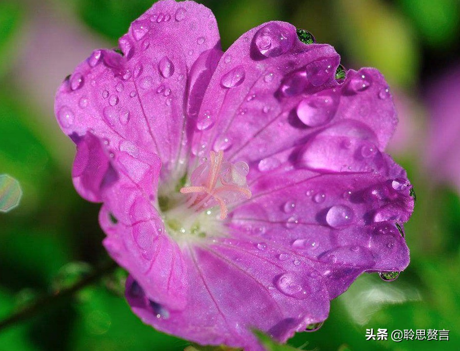 生日祝寿诗词精选四十二首 最美好的祝福，都在诗句里了-第2张图片-非凡网