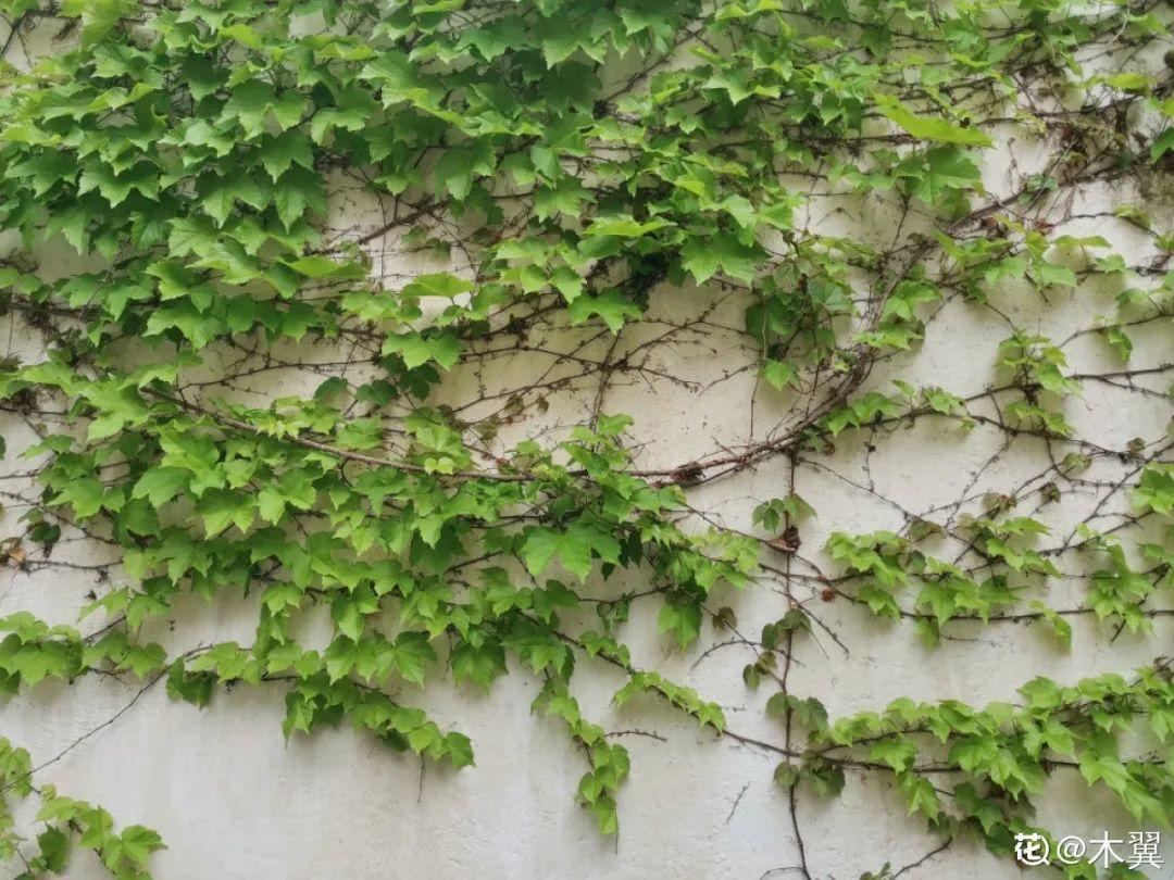10種“臟臟”花，愛干凈的人別養，會招蟲子
