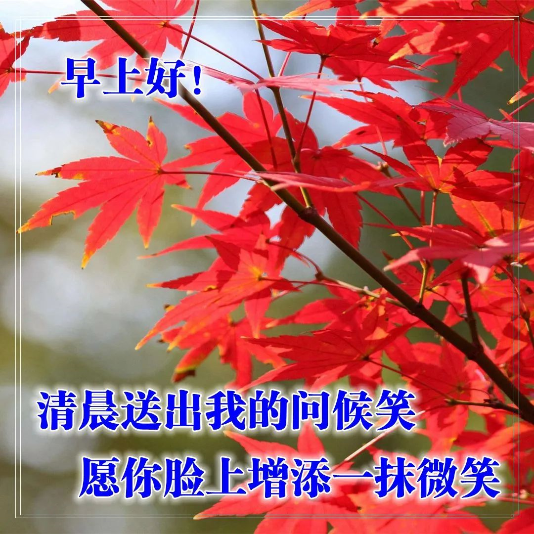 早上的问候图片带上精美的祝福语图片