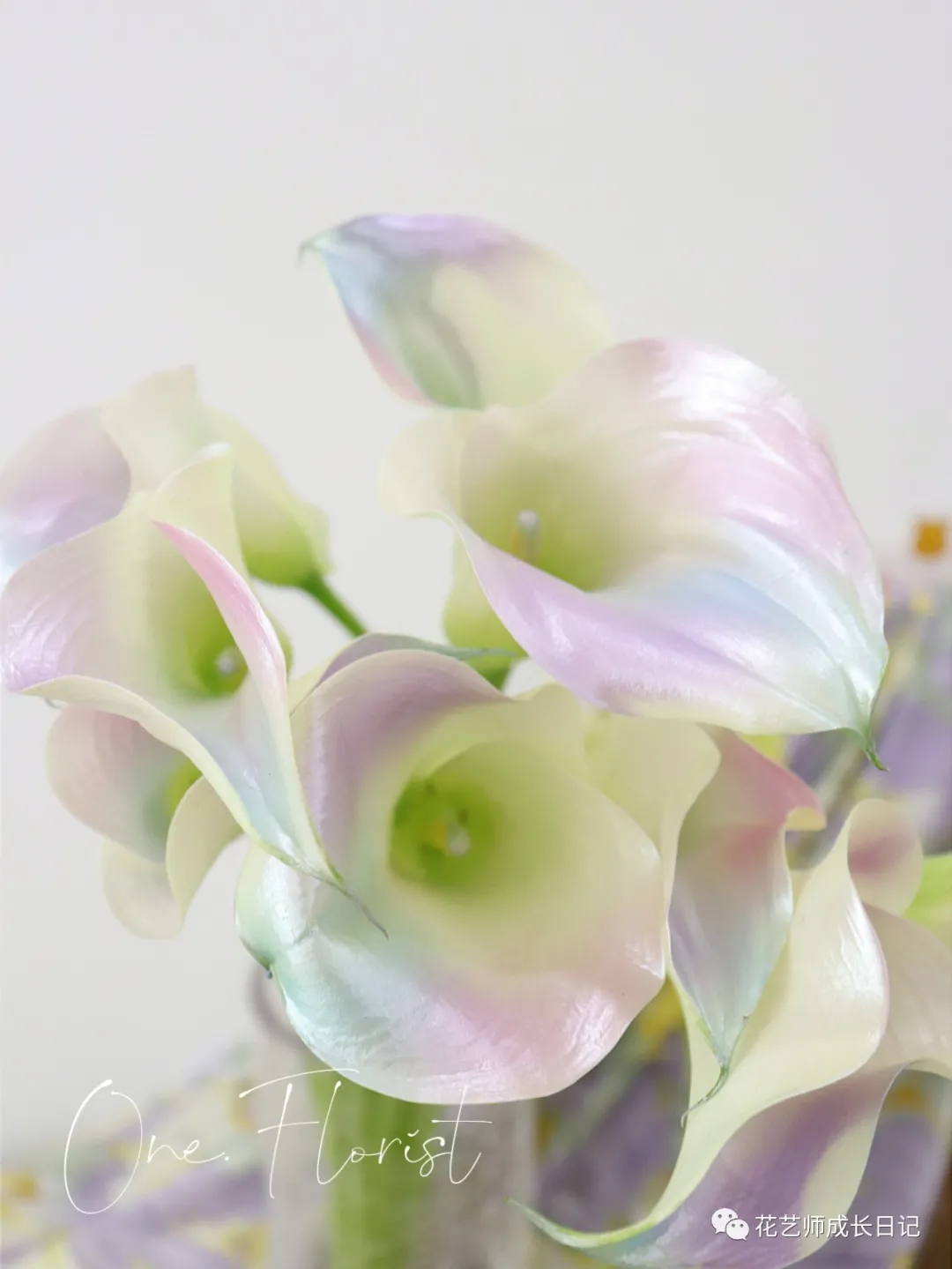每日一花 美人鱼海芋 珍珠般的光泽 海芋中的绝绝子 花艺师成长日记 Mdeditor 每日一花 美人鱼海芋 珍珠般的光泽 海芋中的绝绝子 花艺师成长日记 Mdeditor
