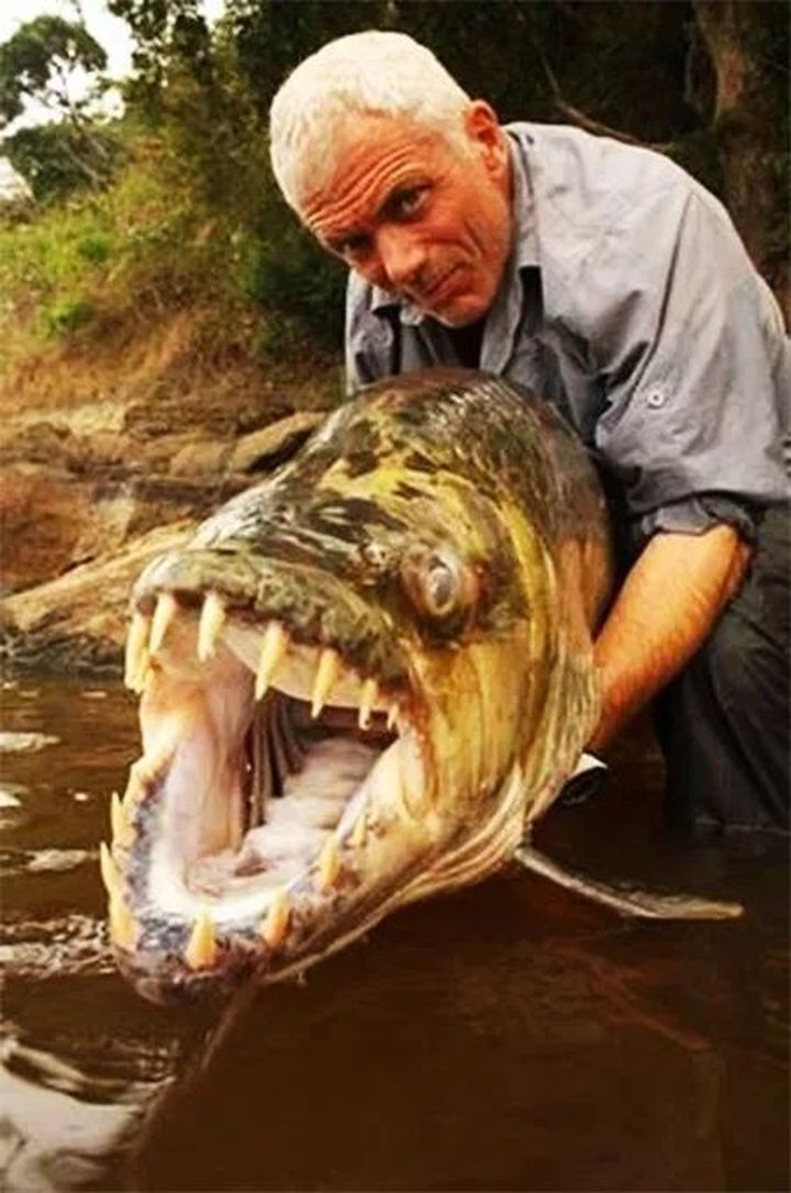 在河中让鳄鱼为之胆寒，在鱼缸里受尽欺负，巨狗脂鲤为何要这样？